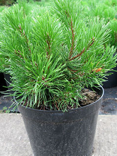 Сосна горная Pinus mugo Pumilio, 0,7-1,1м, С10, 4-5лет