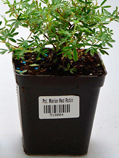 Лапчатка кустарниковая Potentilla fruticosa Marian Red Robin, 0,3-0,5м, с3