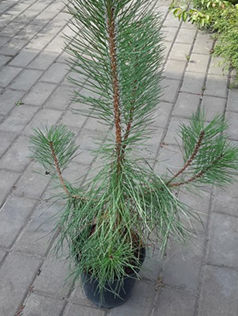 Сосна черная Pinus nigra, 0,2-0,3м, С3, 2лет