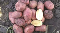 Свежий продовольственный картофель