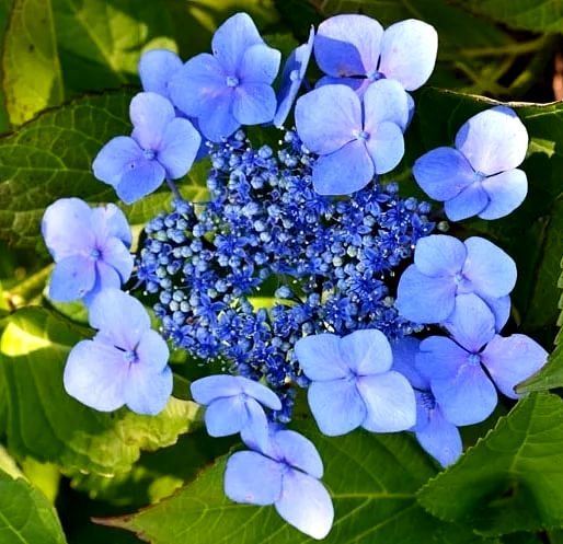 Hydrangea serrata Bluebird