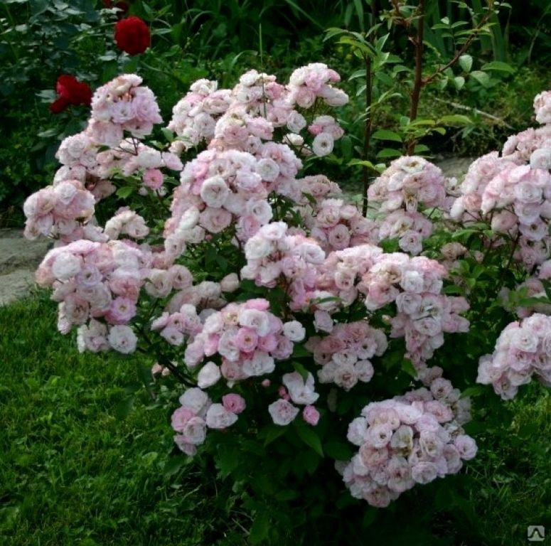 Роза мускусный гибрид Bouquet Parfait, цена в Перми от компании