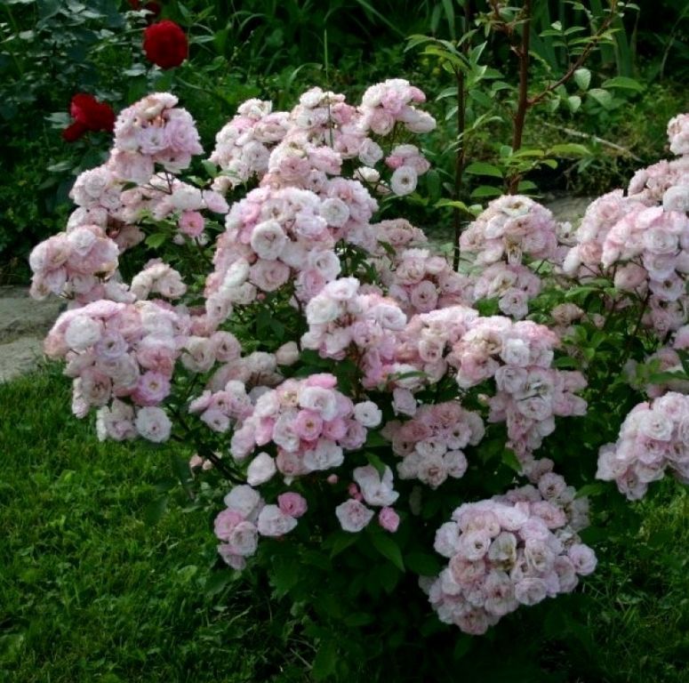 Роза мускусный гибрид Bouquet Parfait