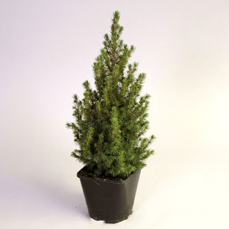 Ель сизая/канадская Коника (Picea glauca Conica)