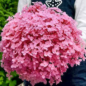 Гортензия древовидная Пинк Аннабель(Hydrangea arborescens Pink Annabelle)