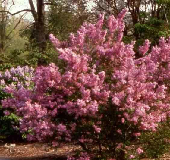 Сирень Lilac Sunday