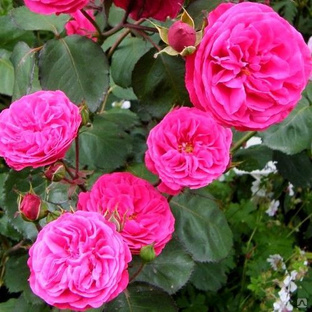 Роза флорибунда Розмари Роуз #1
