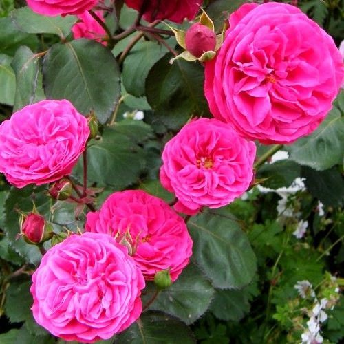 Роза флорибунда Розмари Роуз 1