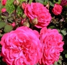 Роза флорибунда Розмари Роуз 2