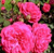 Роза флорибунда Розмари Роуз #2